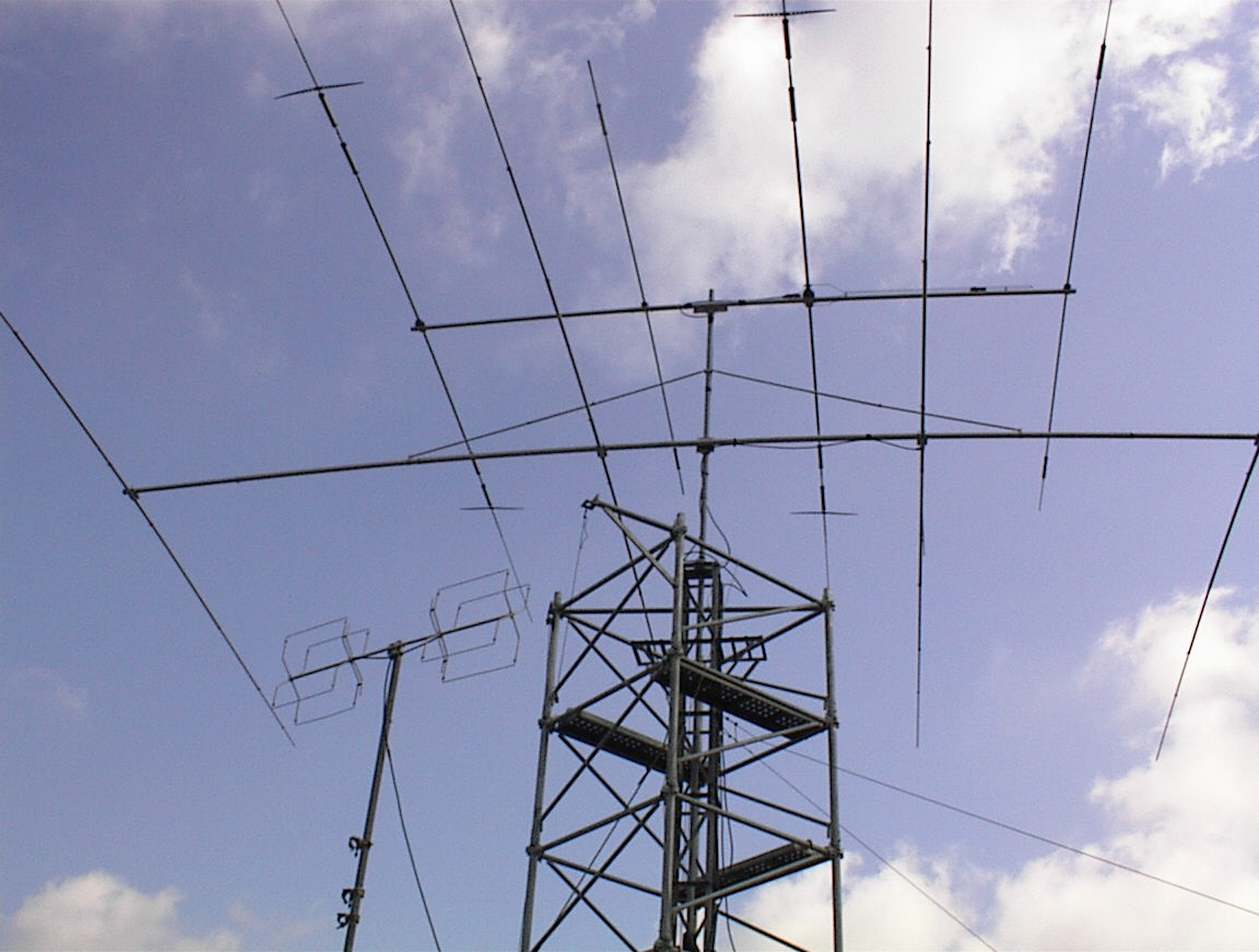 antennal.jpg